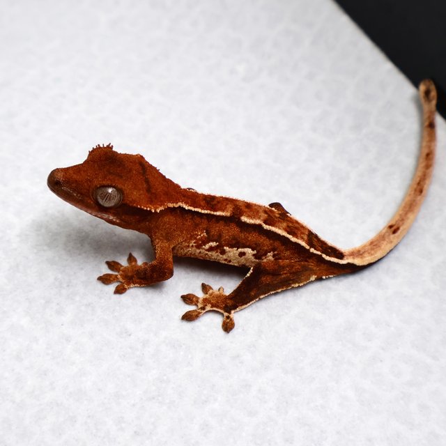 Tri Pinstripe White Spot White Pin Tangerine White