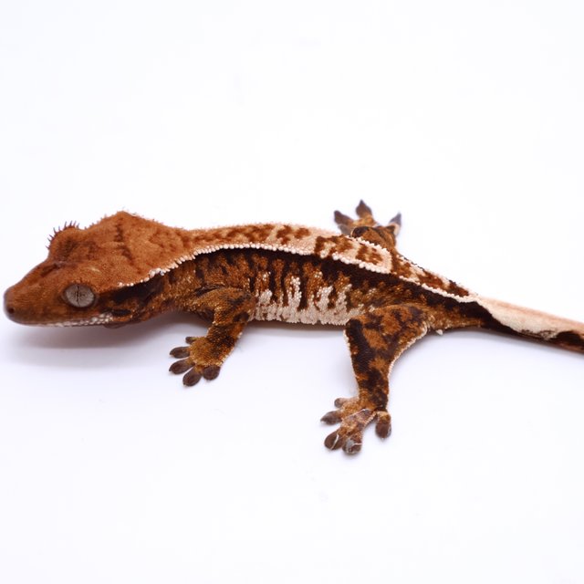 Tri Drippy White Spot White Pin Tangerine White