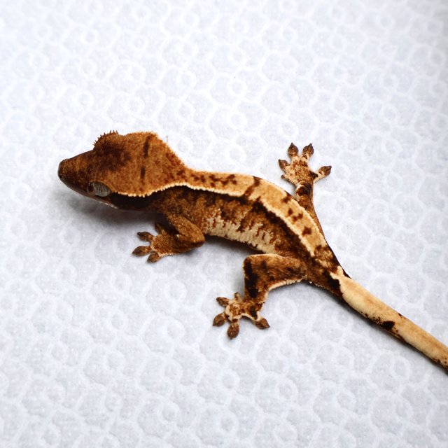 Tri White Spot White Pin Tangerine White