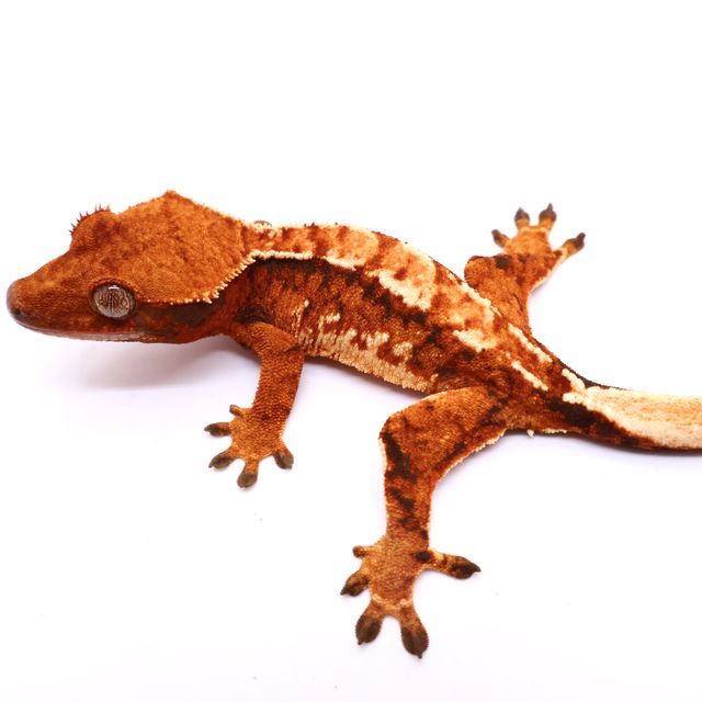 트라이 화이트스팟 텐저린 화이트 바브