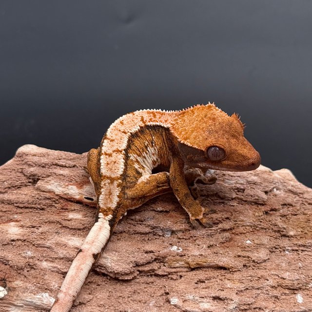 Tri Extreme Harlequin White Spot White Pin Tangerine White