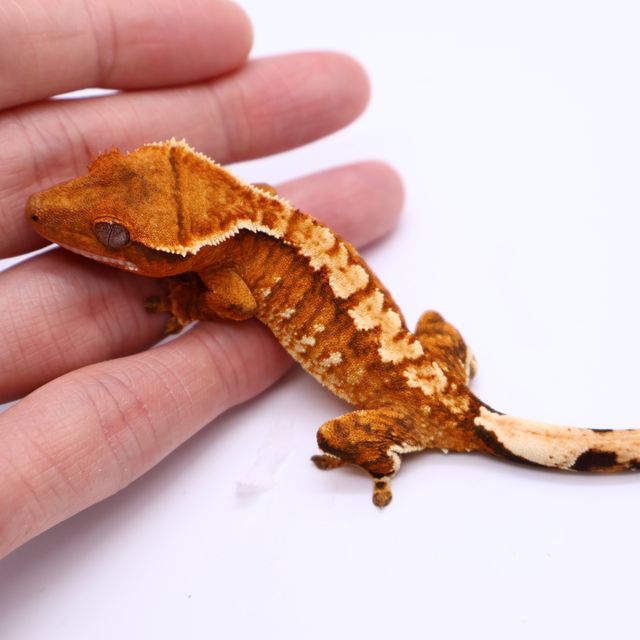 트라이