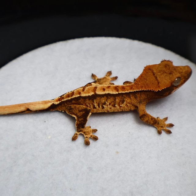 Normal Tri Extreme Harlequin Tangerine