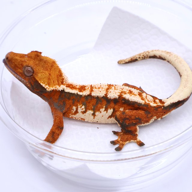 Tri Tangerine