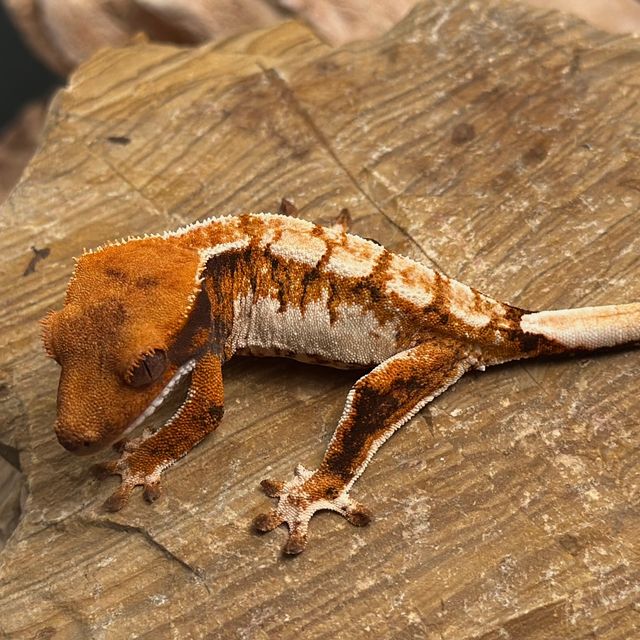 바브 레이지 텐저린 트라이