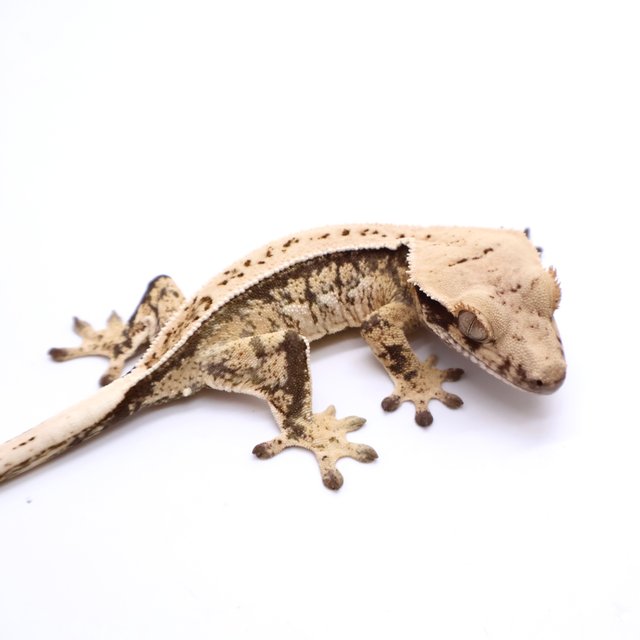 Tri Drippy Full Pinstripe Pinstripe White Spot White Pin