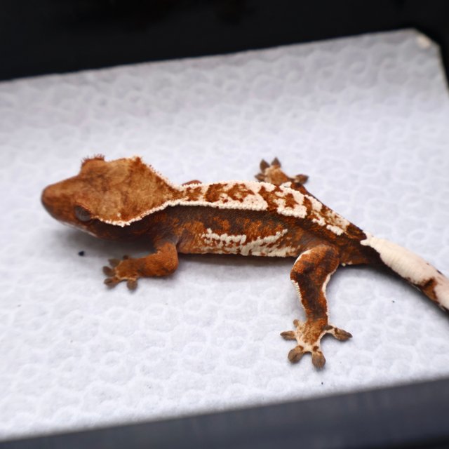 트라이 화이트크라운 화이트핀 텐저린 화이트