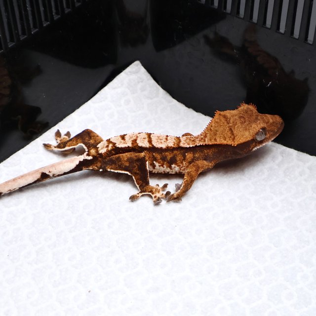 Tri Drippy White Pin White Spot White Tangerine