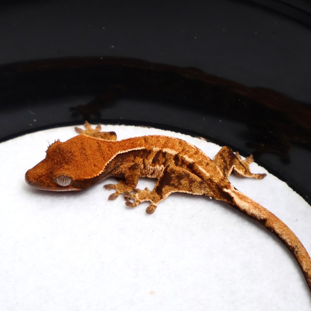 Tri Drippy White Spot White Pin Tangerine White