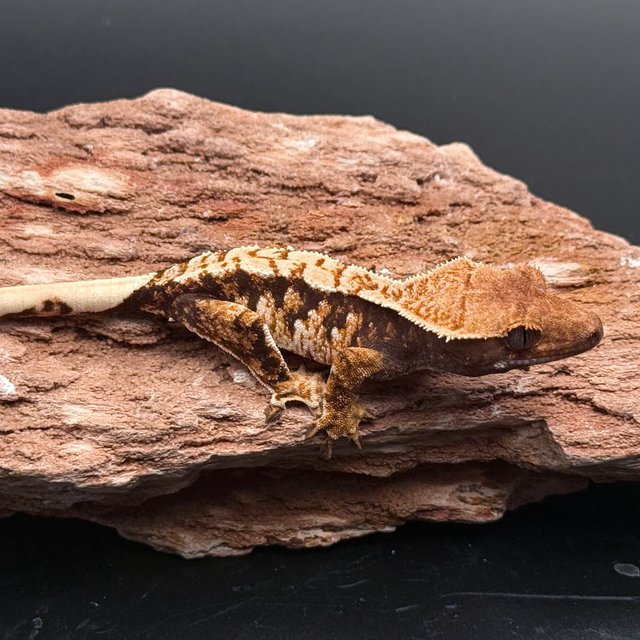 Tri Drippy White Spot White Pin White