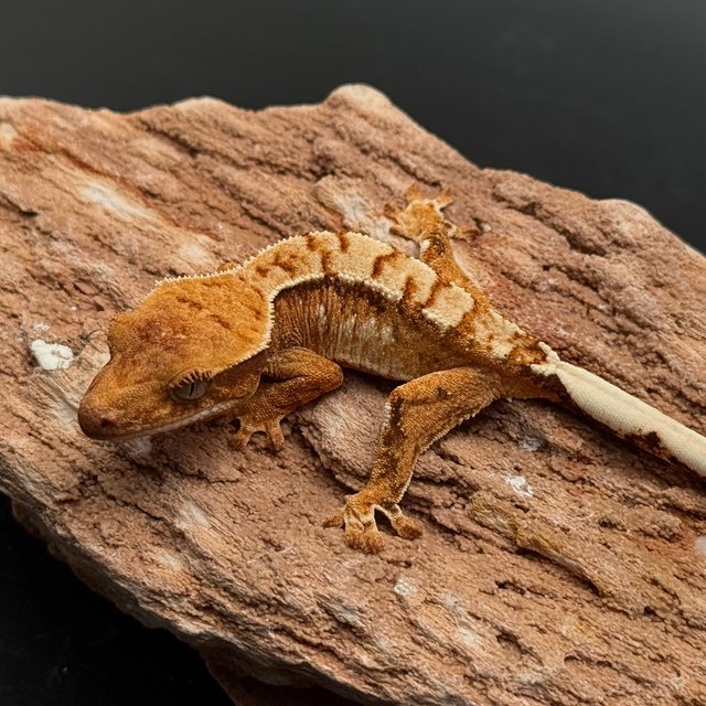 White Pin White Drippy Tri White Spot