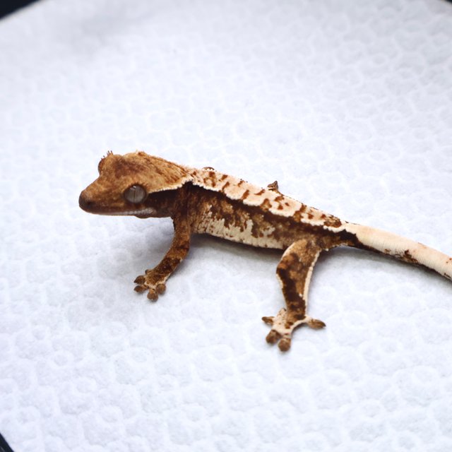 트라이 텐저린 화이트