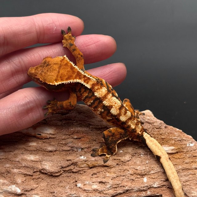 Tri White Spot White Pin Drippy Tangerine White