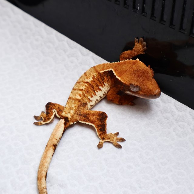 Tri Drippy White Spot White Pin Tangerine White