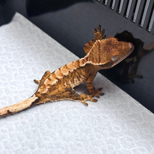 Tri Drippy White Spot White Pin Tangerine White