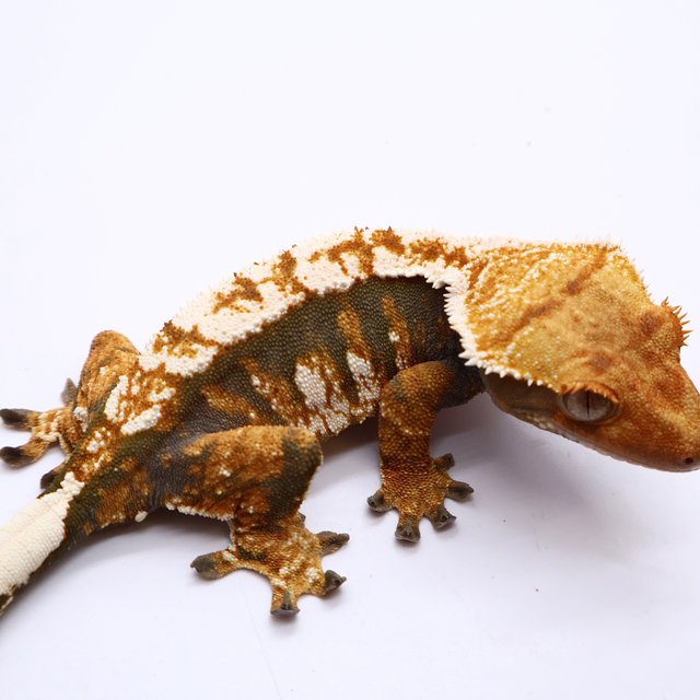 Tri White Tangerine