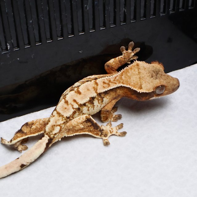 Tri Drippy White Spot White Pin Black White