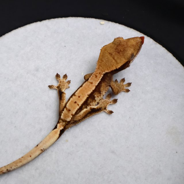 Tri Drippy White Spot White Pin White