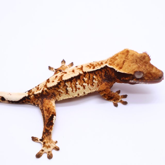 Tri Tangerine White