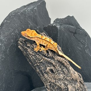 트라이 익스트림할리퀸 노멀