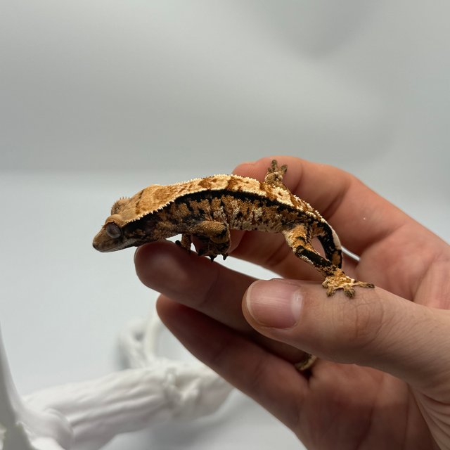 노멀 트라이 화이트스팟 익스트림할리퀸