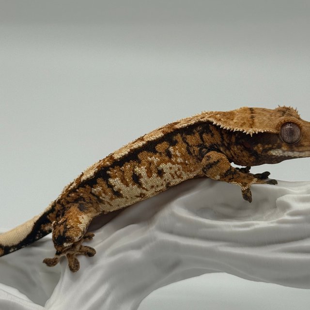 노멀 트라이 화이트스팟 익스트림할리퀸