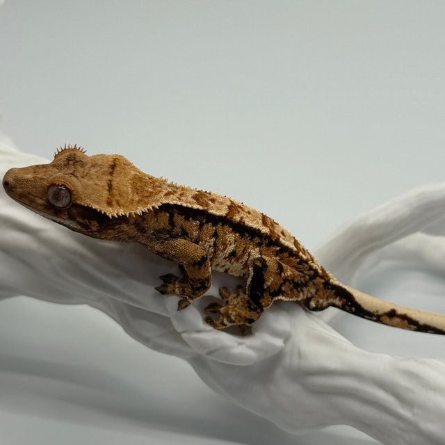 노멀 트라이 화이트스팟 익스트림할리퀸