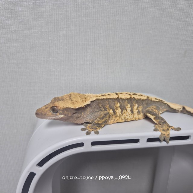 트라이 익스트림할리퀸