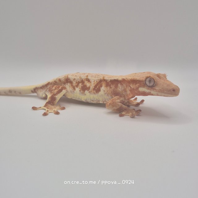 레드 릴리화이트