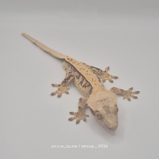 트라이 익스트림할리퀸