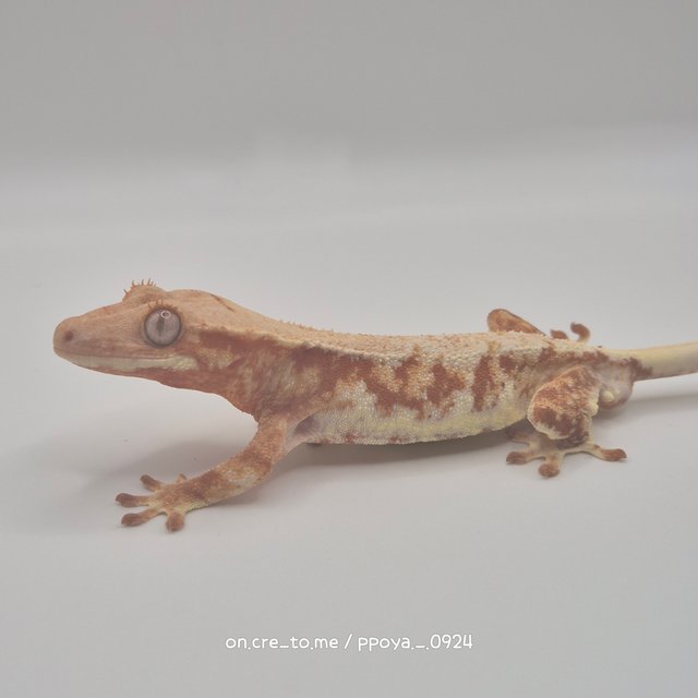 레드 릴리화이트