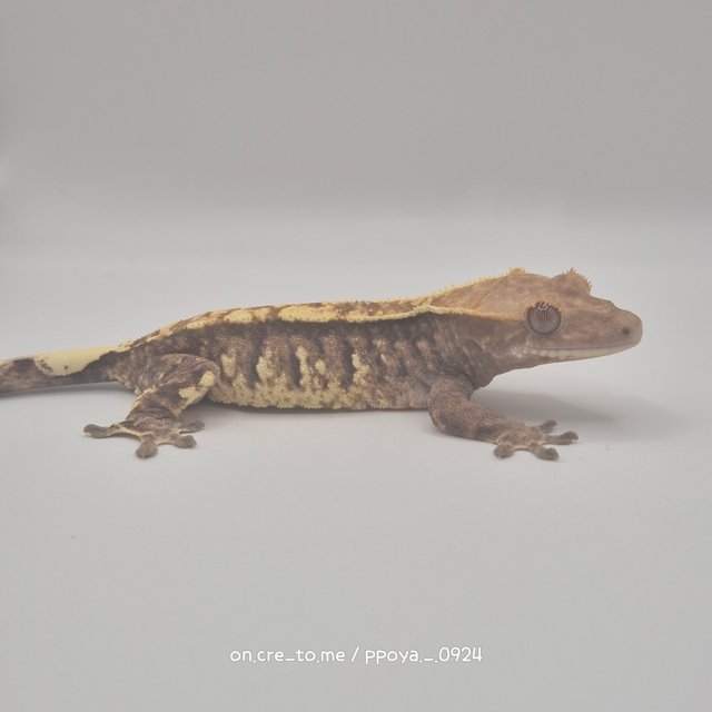 화이트스팟 카푸치노