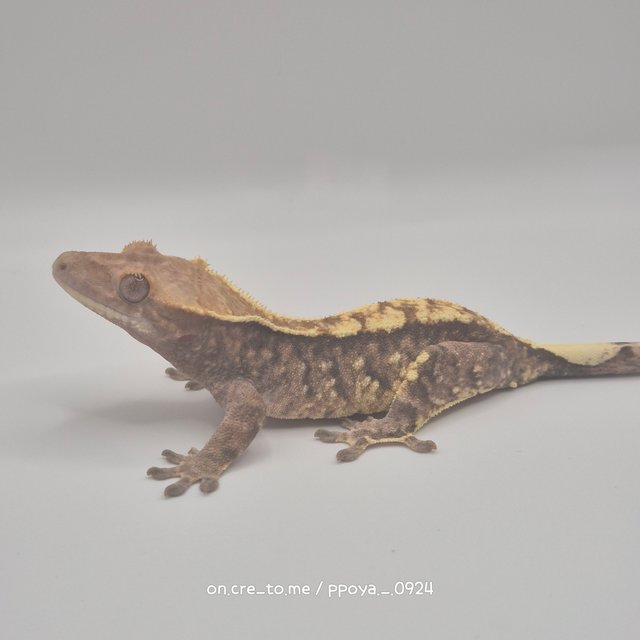 화이트스팟 카푸치노