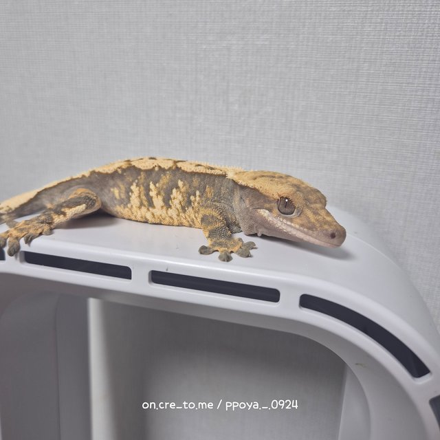 트라이 익스트림할리퀸