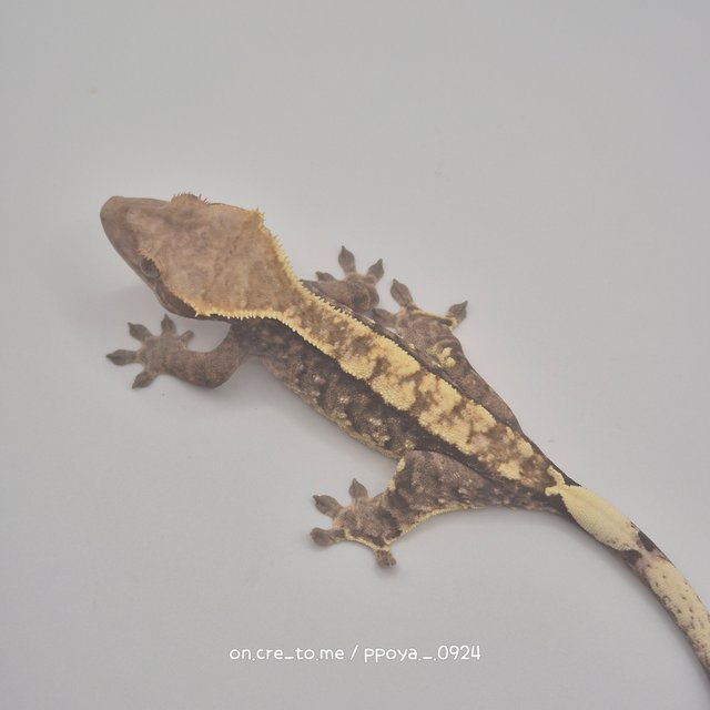 화이트스팟 카푸치노