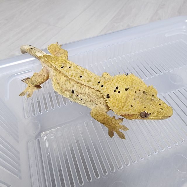 달마시안