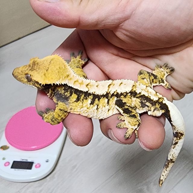 익스트림할리퀸