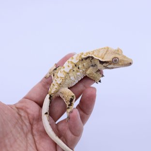 트라이 화이트스팟