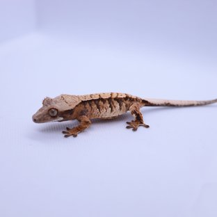 트라이 익스트림할리퀸 텐저린