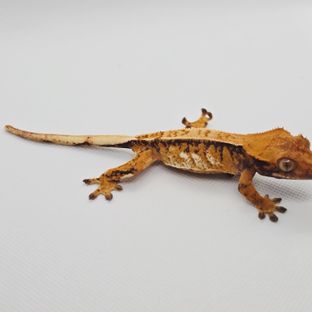 트라이