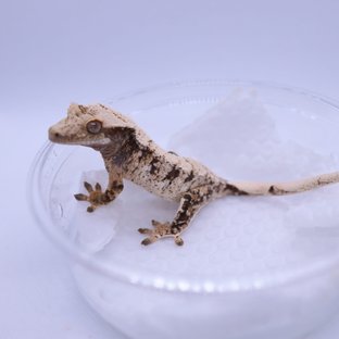 트라이 익스트림할리퀸