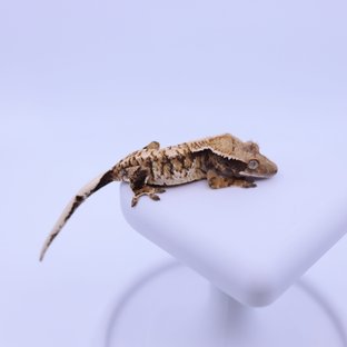 트라이 익스트림할리퀸 화이트크라운