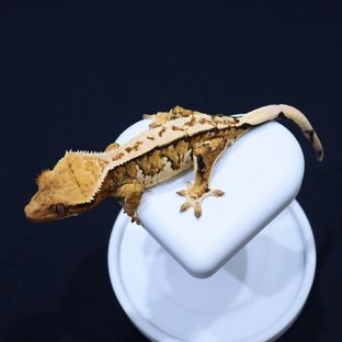 트라이 익스트림할리퀸