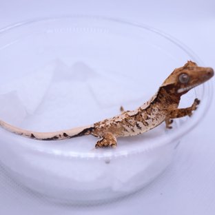 트라이 익스트림할리퀸