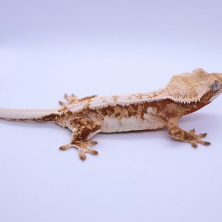 트라이 레드 익스트림할리퀸