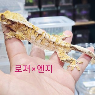 트라이 익스트림할리퀸