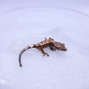 세이블 100%헷아잔틱