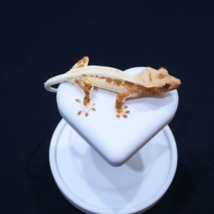 릴리화이트 크림