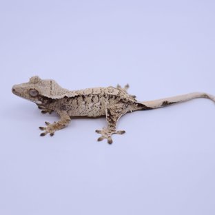 트라이 익스트림할리퀸