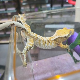 트라이 익스트림할리퀸